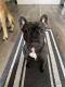 French Bulldog Puppies for sale in Brandon, FL, USA. price: NA