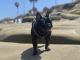 French Bulldog Puppies for sale in Temecula, CA 92592, USA. price: NA