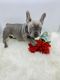 French Bulldog Puppies for sale in Washington, DC, USA. price: $4,500