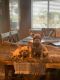 French Bulldog Puppies for sale in Hesperia, CA, USA. price: $190,000