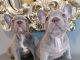 French Bulldog Puppies for sale in West Richland, WA, USA. price: NA