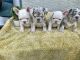 French Bulldog Puppies for sale in Lehigh Acres, FL 33971, USA. price: $5,000