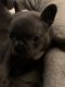 French Bulldog Puppies for sale in Knightdale, NC 27545, USA. price: NA