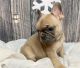 French Bulldog Puppies for sale in Laguna Beach, CA, USA. price: $800