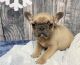 French Bulldog Puppies for sale in Cincinnati, OH, USA. price: $900