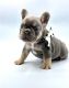 French Bulldog Puppies for sale in Cincinnati, OH, USA. price: $900