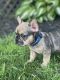 French Bulldog Puppies for sale in Camby, Indianapolis, IN, USA. price: NA