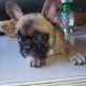 French Bulldog Puppies for sale in Lake Villa, IL 60046, USA. price: $3,500