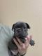 French Bulldog Puppies for sale in Centennial, CO, USA. price: $4,000
