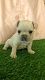 French Bulldog Puppies for sale in Conroe, TX, USA. price: $2,500