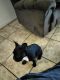 French Bulldog Puppies for sale in North Las Vegas, NV, USA. price: $3,000