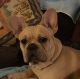 French Bulldog Puppies for sale in Enfield, NH, USA. price: $1,800