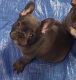 French Bulldog Puppies for sale in Kennesaw, GA, USA. price: NA