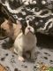 French Bulldog Puppies for sale in Pensacola, FL, USA. price: $3,800