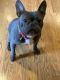 French Bulldog Puppies for sale in Forest Heights, MD 20745, USA. price: NA
