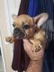French Bulldog Puppies for sale in Ashland, OH 44805, USA. price: $2,500