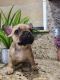 French Bulldog Puppies for sale in Chula Vista, CA 91911, USA. price: $550