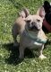 French Bulldog Puppies for sale in Lake Elsinore, CA, USA. price: $6,000