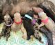 French Bulldog Puppies for sale in Los Banos, CA, USA. price: $3,000