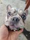 French Bulldog Puppies for sale in Gurnee, IL, USA. price: $6,000