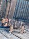French Bulldog Puppies for sale in Camby, Indianapolis, IN, USA. price: $6,000