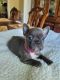 French Bulldog Puppies for sale in Fayetteville, NC, USA. price: $3,500