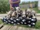French Bulldog Puppies for sale in Raeford, NC 28376, USA. price: NA