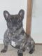 French Bulldog Puppies for sale in Canton, OH, USA. price: $4,000