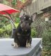 French Bulldog Puppies for sale in Crystal Lake, IL, USA. price: $3,000
