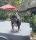 French Bulldog Puppies for sale in Crystal Lake, IL, USA. price: $2,500