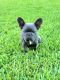 French Bulldog Puppies for sale in Doral, FL, USA. price: $4,500