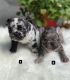 French Bulldog Puppies for sale in Montclair, NJ, USA. price: $3,200