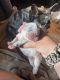 French Bulldog Puppies for sale in North Parkersburg, WV 26104, USA. price: $6,500