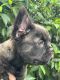 French Bulldog Puppies for sale in Foley, AL, USA. price: NA