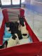 French Bulldog Puppies for sale in Chula Vista, CA 91913, USA. price: $1,600
