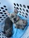 French Bulldog Puppies for sale in Van Nuys, Los Angeles, CA, USA. price: $6,000