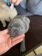 French Bulldog Puppies for sale in Ripley, WV, USA. price: $5,000