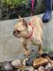 French Bulldog Puppies for sale in Poolville, TX 76487, USA. price: NA