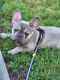 French Bulldog Puppies for sale in New Windsor, NY 12553, USA. price: NA