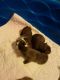 French Bulldog Puppies for sale in Durant, OK, USA. price: NA