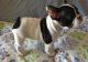 French Bulldog Puppies for sale in Nyack, NY 10960, USA. price: $700