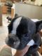French Bulldog Puppies for sale in New River, AZ, USA. price: NA