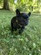 French Bulldog Puppies for sale in Athens, AL, USA. price: NA