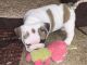 French Bulldog Puppies for sale in Riviera Beach, FL 33403, USA. price: NA