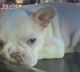 French Bulldog Puppies for sale in Corona, CA 92879, USA. price: $2,500