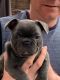 French Bulldog Puppies for sale in Oklahoma City, OK, USA. price: $1,250