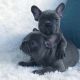 French Bulldog Puppies for sale in Oklahoma City, OK, USA. price: $1,250