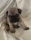 French Bulldog Puppies for sale in Penn Valley, CA 95946, USA. price: $1,900