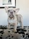 French Bulldog Puppies for sale in Scottsdale, AZ 85251, USA. price: $18,000