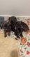 French Bulldog Puppies for sale in Brawley, CA 92227, USA. price: $2,100